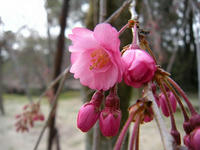 s-DSCN1871.jpg
