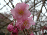 s-DSCN1876.jpg