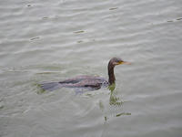 s-DSCN1896.jpg