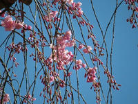 s-DSCN1956.jpg