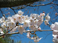 s-DSCN2013.jpg