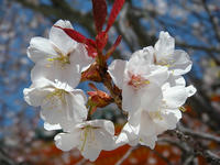 s-DSCN2143.jpg