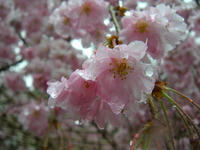 s-DSCN2165.jpg
