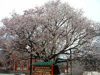 s-DSCN2175.jpg