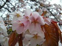 s-DSCN2177.jpg