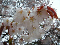 s-DSCN2178.jpg