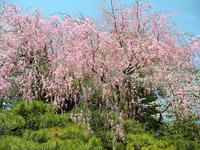 s-DSCN2193.jpg