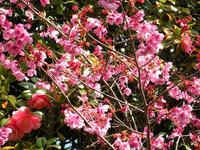 s-DSCN2201.jpg