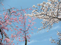 s-DSCN2205.jpg