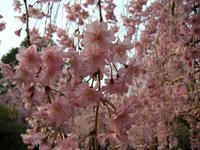 s-DSCN2209.jpg