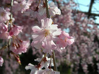 s-DSCN2224.jpg