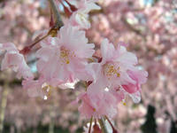 s-DSCN2225.jpg