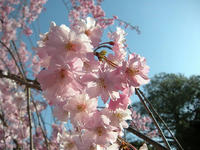 s-DSCN2229.jpg