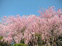 s-DSCN2231.jpg