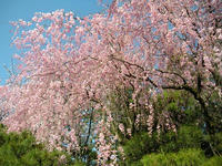 s-DSCN2232.jpg
