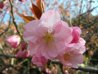 s-DSCN2235.jpg