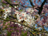 s-DSCN2264.jpg