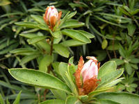 s-DSCN2345.jpg