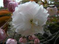 s-DSCN2367.jpg