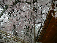 s-DSCN2383.jpg