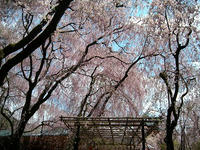 s-DSCN2394.jpg