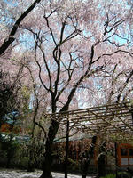 s-DSCN2395.jpg