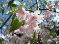 s-DSCN2399.jpg