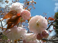 s-DSCN2401.jpg