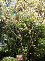 s-DSCN2435.jpg