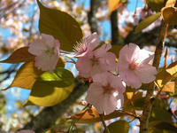 s-DSCN2442.jpg