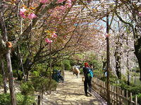 s-DSCN2445.jpg