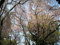 s-DSCN2453.jpg