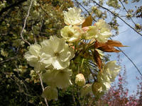s-DSCN2474.jpg