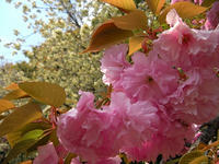 s-DSCN2491.jpg