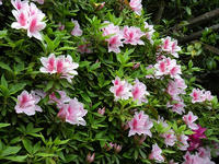 s-DSCN2605.jpg