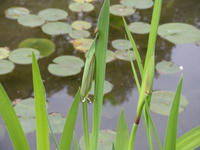s-DSCN2612.jpg
