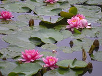 s-DSCN2666.jpg