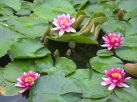 s-DSCN2671.jpg