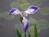 s-DSCN2677.jpg
