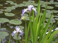 s-DSCN2703.jpg