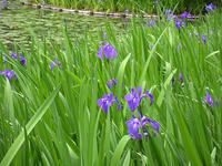 s-DSCN2720.jpg