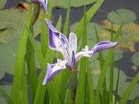 s-DSCN2799.jpg