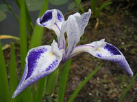 s-DSCN2801.jpg