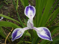 s-DSCN2802.jpg