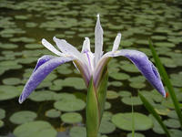 s-DSCN2803.jpg