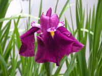 s-DSCN2863.jpg