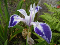 s-DSCN2873.jpg