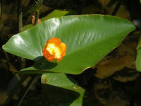 s-DSCN2925.jpg