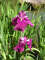 s-DSCN2930.jpg