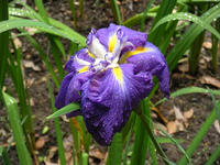 s-DSCN3041.jpg